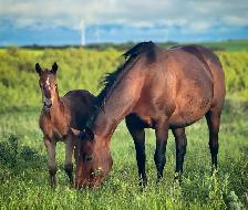 2026 AQHA Filly