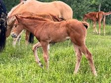 2026 AQHA Filly - Photo 2