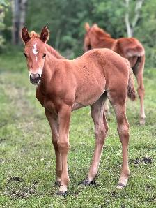 2026 AQHA Filly - Photo 3