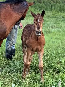 2026 AQHA Filly - Photo 4