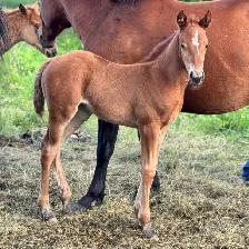 2026 AQHA Filly - Photo 5