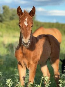 2026 AQHA Filly - Photo 6