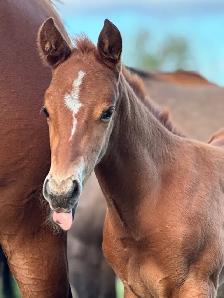 2026 AQHA Filly - Photo 7