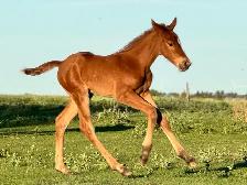 2026 AQHA Filly - Photo 8