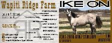 2026 AQHA Filly - Photo 9