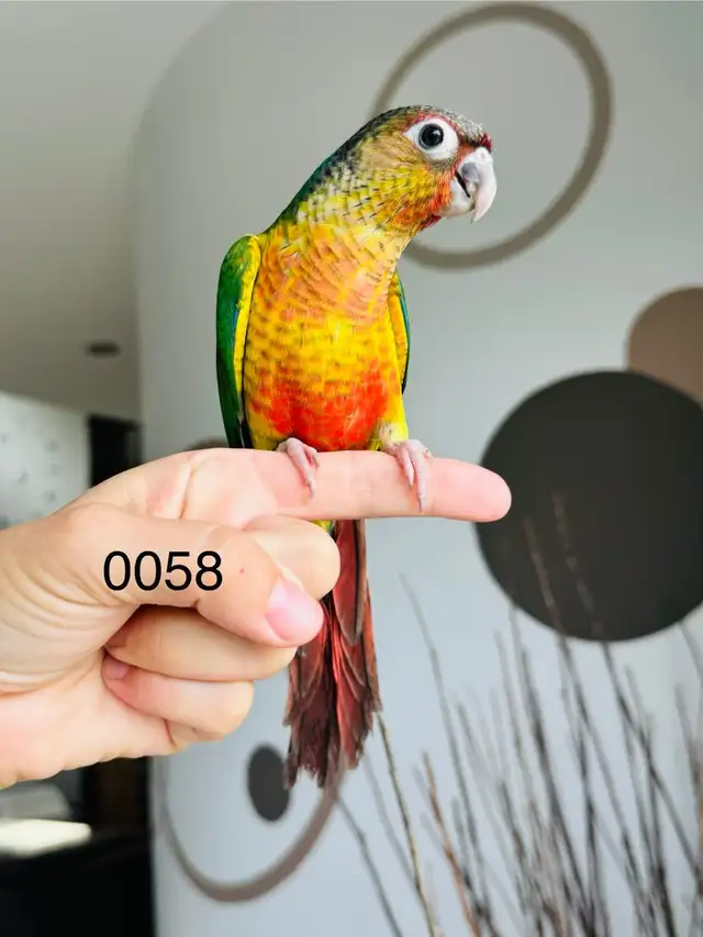 handtame and super friendly conure babies