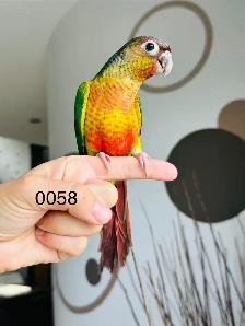 handtame and super friendly conure babies