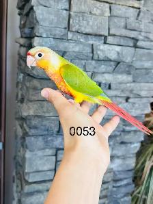 handtame and super friendly conure babies - Photo 4