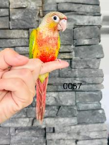 handtame and super friendly conure babies - Photo 5
