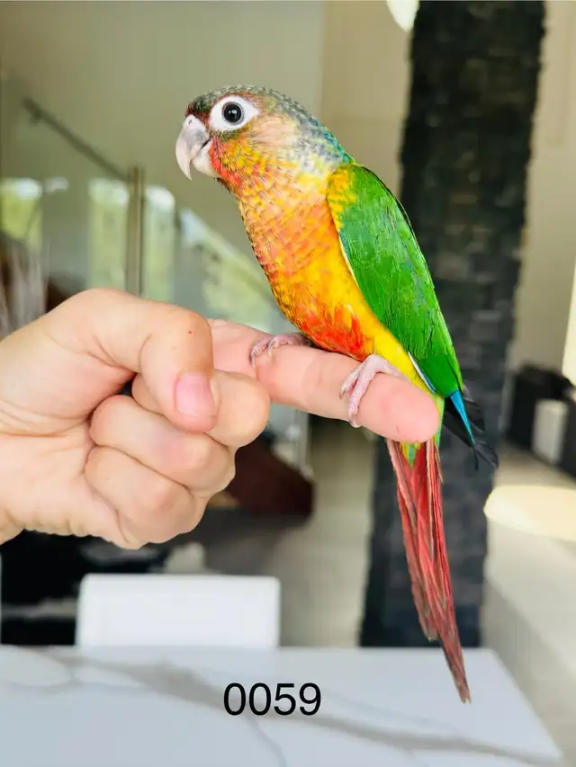 handfed and handtame conures