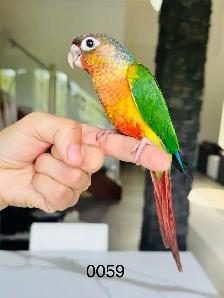 handfed and handtame conures