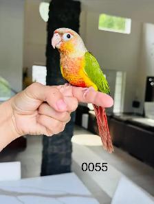 handfed and handtame conures - Photo 3