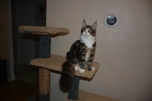 MAINE COON KITTENS, PUREBRED
