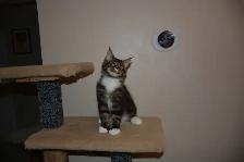 MAINE COON KITTENS, PUREBRED - Photo 3