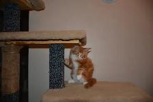 MAINE COON KITTENS, PUREBRED - Photo 6
