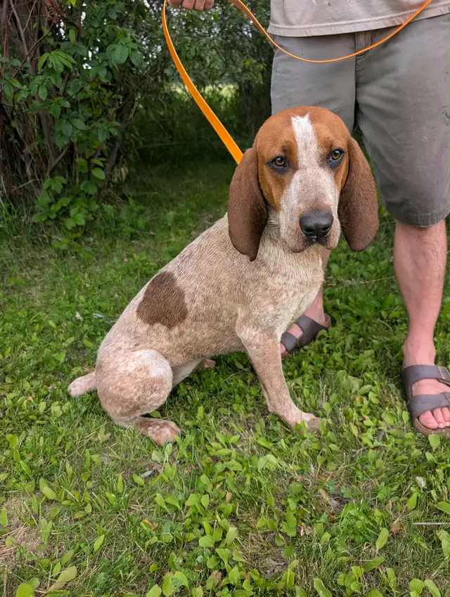 9 Month Old Female Redtick Coonhound