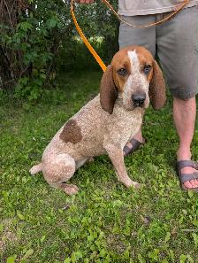 9 Month Old Female Redtick Coonhound