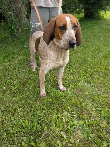 9 Month Old Female Redtick Coonhound - Photo 2
