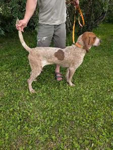 9 Month Old Female Redtick Coonhound - Photo 3