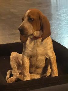 9 Month Old Female Redtick Coonhound - Photo 4