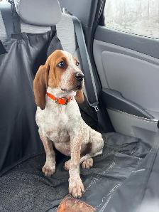 9 Month Old Female Redtick Coonhound - Photo 5