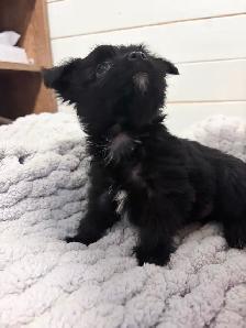 Yorkie/Havanese Puppies. Ready to go.❤️