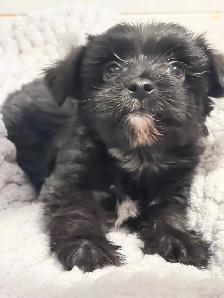 Yorkie/Havanese Puppies. Ready to go.❤️ - Photo 2