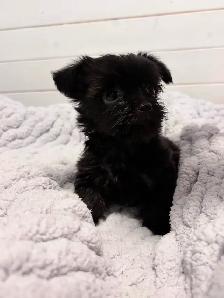 Yorkie/Havanese Puppies. Ready to go.❤️ - Photo 3