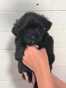 Yorkie/Havanese Puppies. Ready to go.❤️ - Photo 4