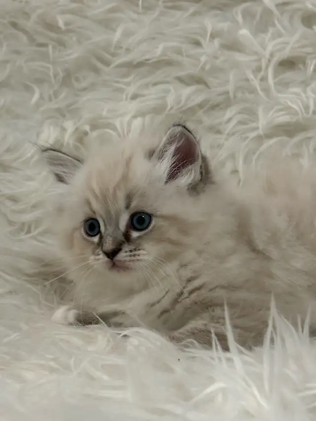 Purebred Lynx Mitted Ragdoll Girl! (Mississauga)