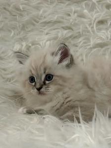 Purebred Lynx Mitted Ragdoll Girl! (Mississauga)