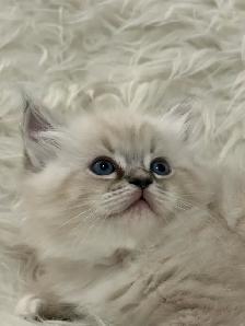 Purebred Lynx Mitted Ragdoll Girl! (Mississauga) - Photo 2