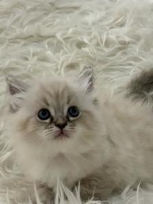 Purebred Lynx Mitted Ragdoll Girl! (Mississauga) - Photo 3