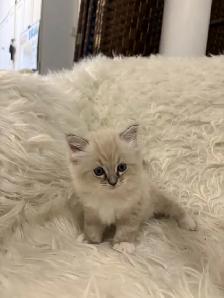 Purebred Lynx Mitted Ragdoll Girl! (Mississauga) - Photo 4