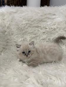 Purebred Lynx Mitted Ragdoll Girl! (Mississauga) - Photo 5