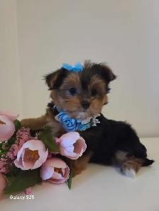 Wow adorable Chiots Morkie