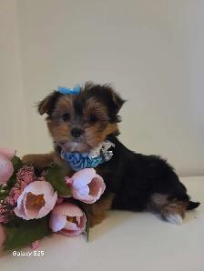 Wow adorable Chiots Morkie - Photo 2