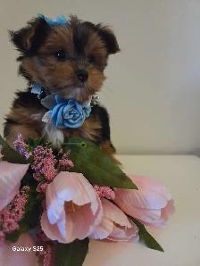 Wow adorable Chiots Morkie - Photo 3