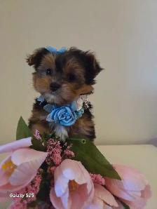 Wow adorable Chiots Morkie - Photo 4