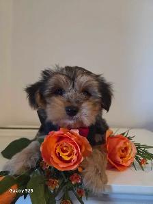 Wow adorable Chiots Morkie - Photo 5