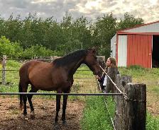 Horse Board Available close to Saskatoon