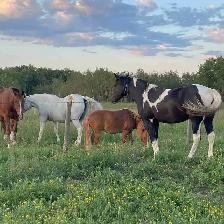 Horse Board Available close to Saskatoon - Photo 2