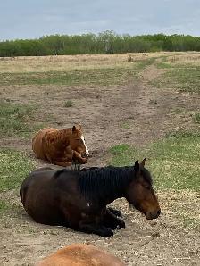 Horse Board Available close to Saskatoon - Photo 3