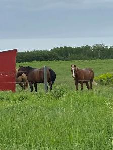 Horse Board Available close to Saskatoon - Photo 4