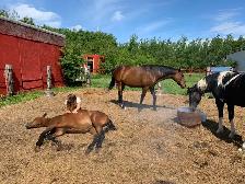 Horse Board Available close to Saskatoon - Photo 5