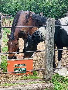 Horse Board Available close to Saskatoon - Photo 6