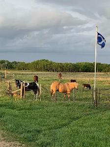 Horse Board Available close to Saskatoon - Photo 7