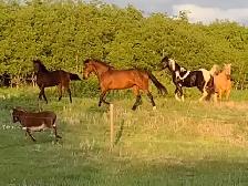 Horse Board Available close to Saskatoon - Photo 8