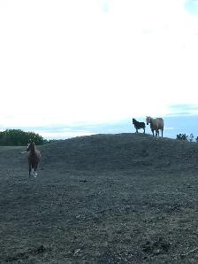 Horse Board Available close to Saskatoon - Photo 9