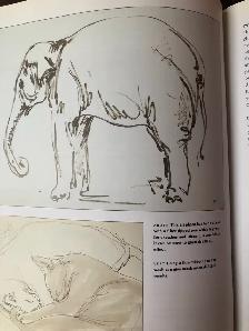 An Introduction to Drawing Animals Anatomy - Hardcover - Photo 2